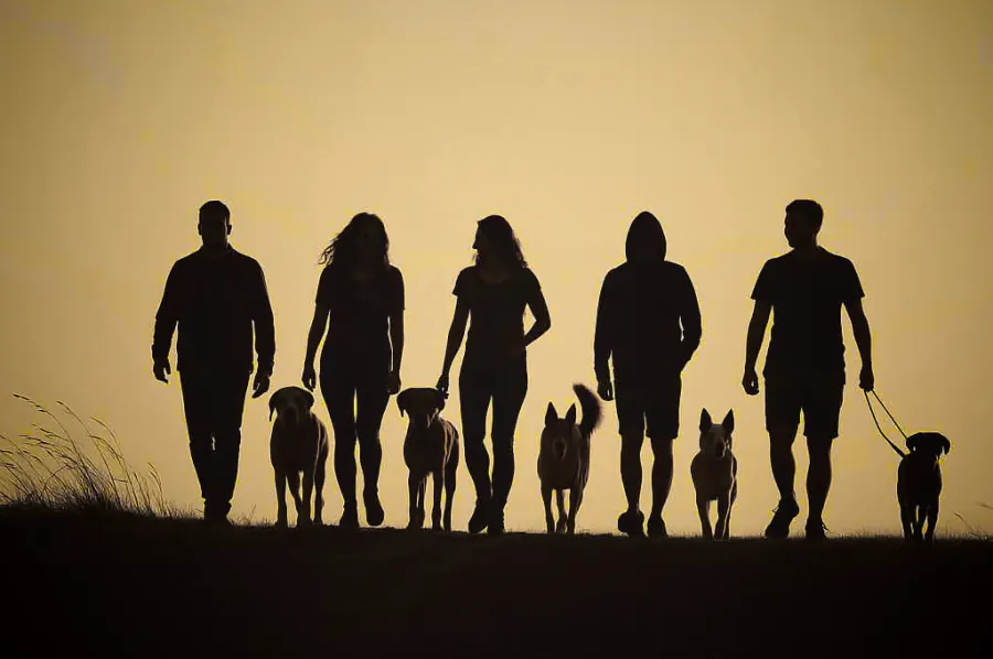 Two dog owners spending time with their dogs on a walk