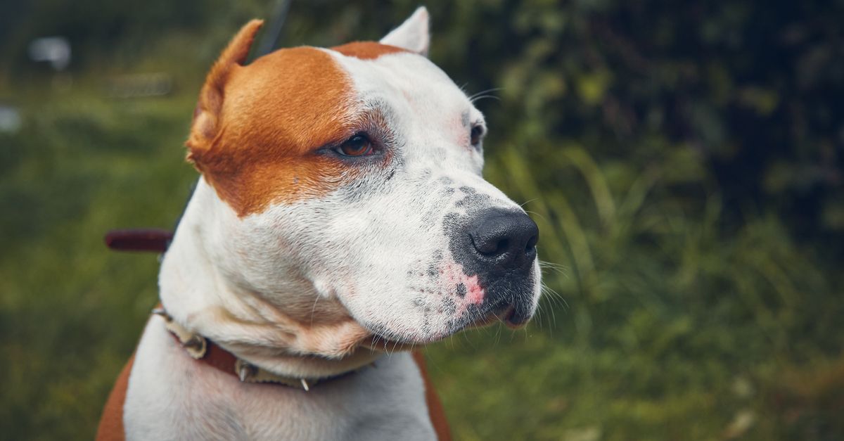 Amstaff siedzi spokojnie obok opiekuna na spacerze w parku