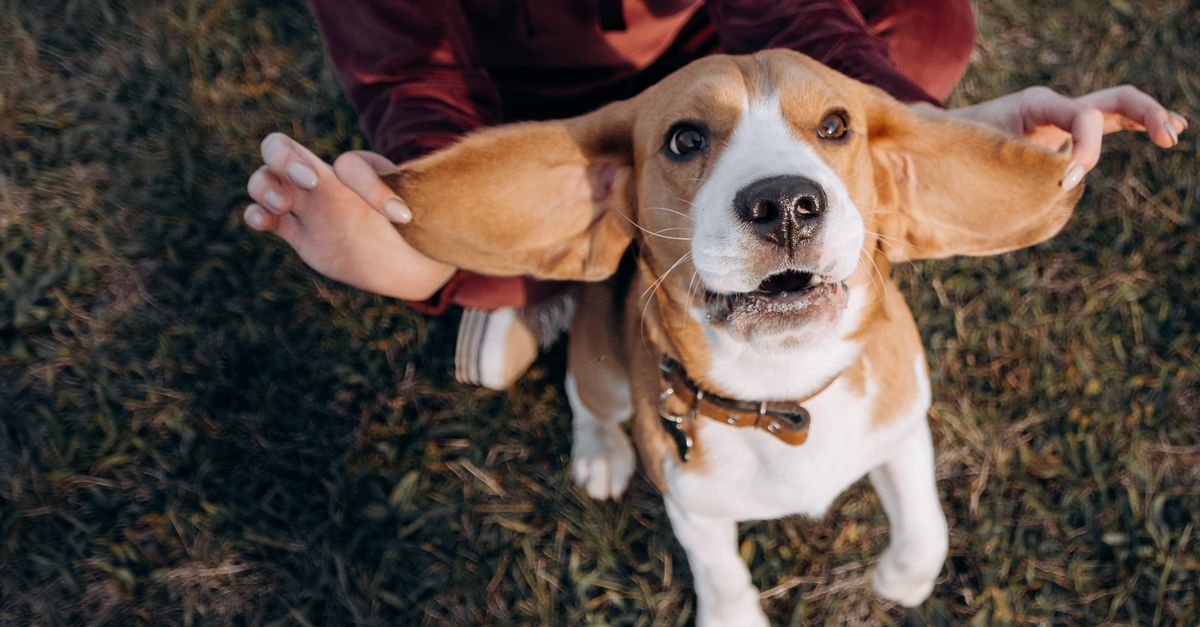 Beagle z opadniętymi uszami biegnący przez łąkę