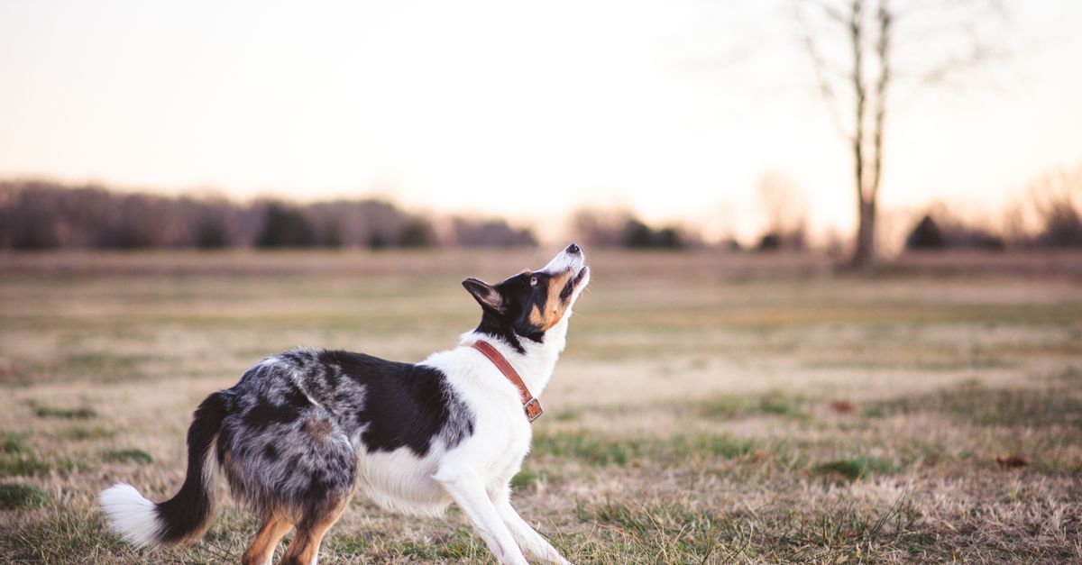 Border collie patrzy intensywnie, gotowy do działania, na tle zielonej łąki