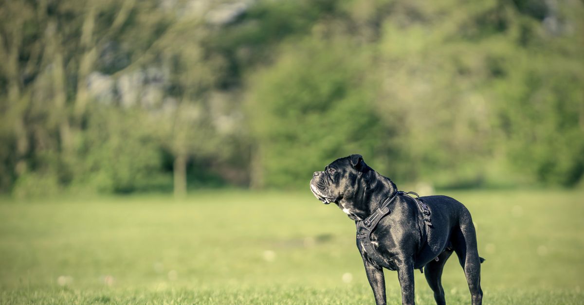Cane corso siedzi spokojnie w parku obok opiekuna, patrząc czujnie w bok