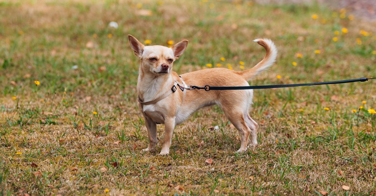 Mały chihuahua na spacerze, czujne duże oczy, wystające uszy