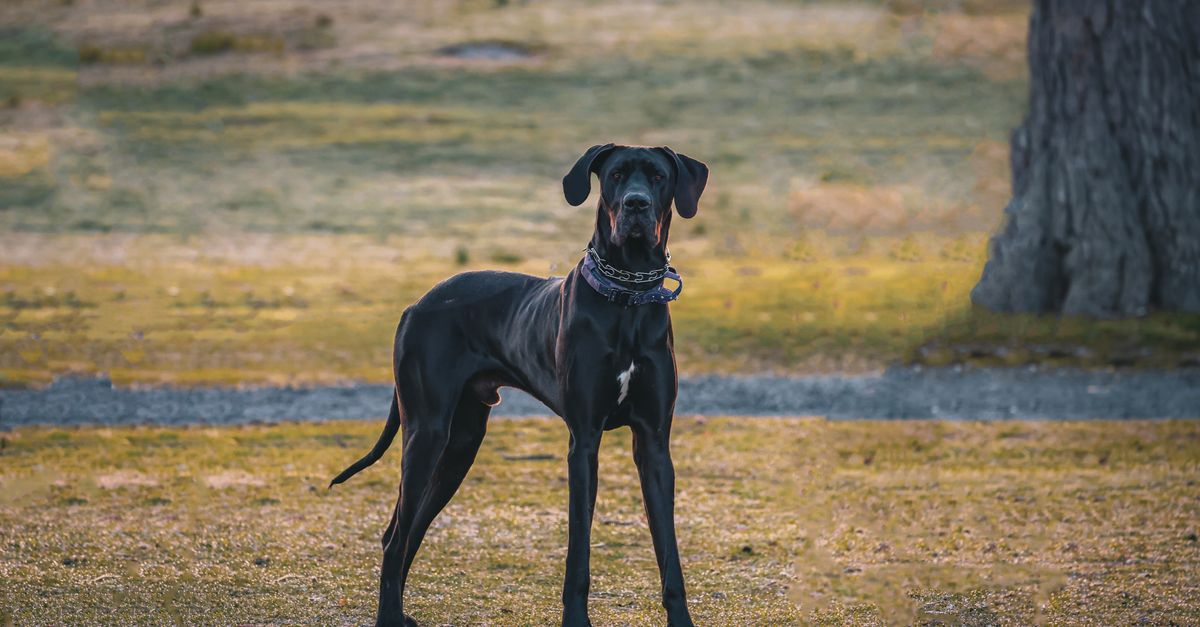 Dog niemiecki stoi spokojnie obok opiekuna na spacerze w parku