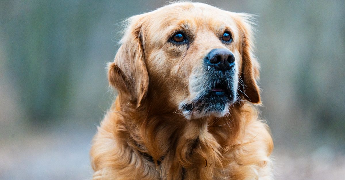 Dorosły golden retriever biegnący przez park z ogonem uniesionym w górę