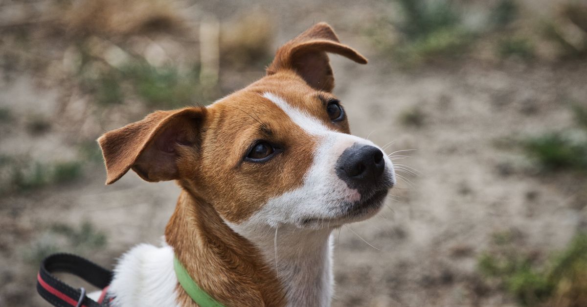 Jack Russell Terrier biegnie energicznie przez trawnik z uniesionymi uszami