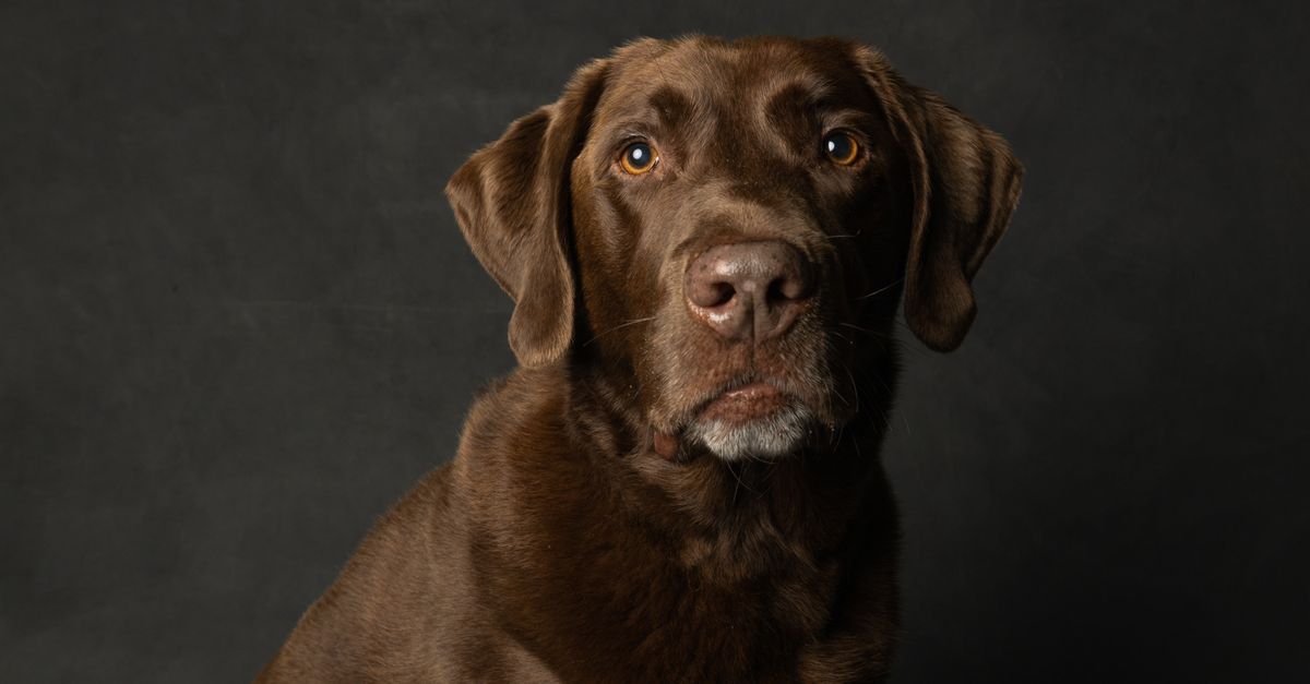 Złoty labrador retriever biegnący po trawie z radosną miną