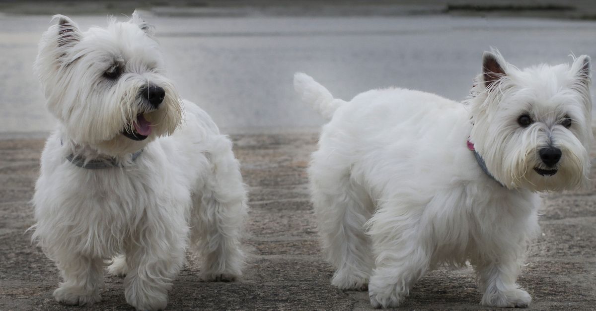 Biały west highland white terrier stojący na trawie z czujnym, żywym wyrazem pyska