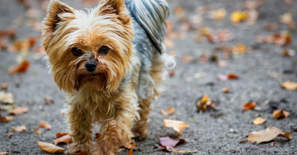 Yorkshire terrier - mały pies o złoto-stalowej sierści, pewne spojrzenie