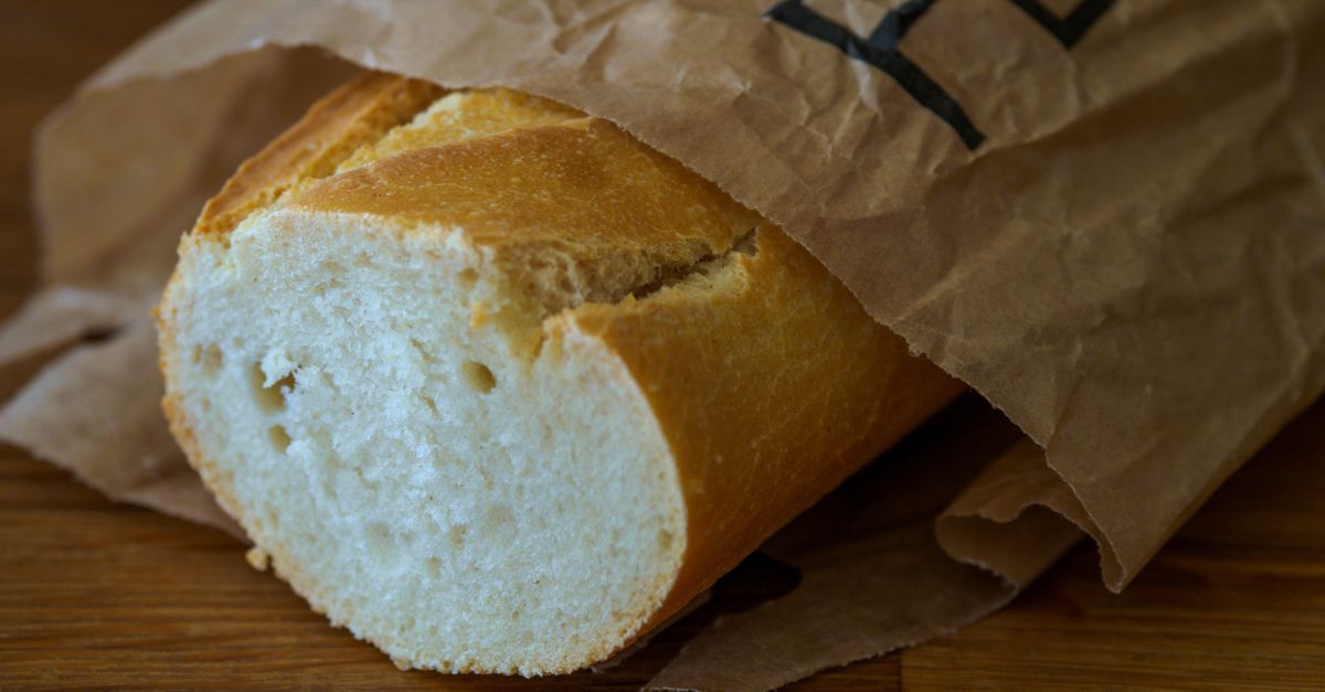 Pies patrzący na kawałek chleba trzymany przez psiarza
