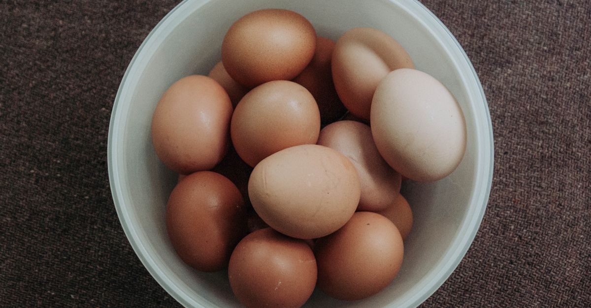 Pies siedzący przy jajkach i patrzący ciekawie na psiarza