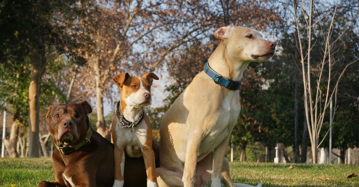 Duży pies rasy labrador retriever na spacerze w parku