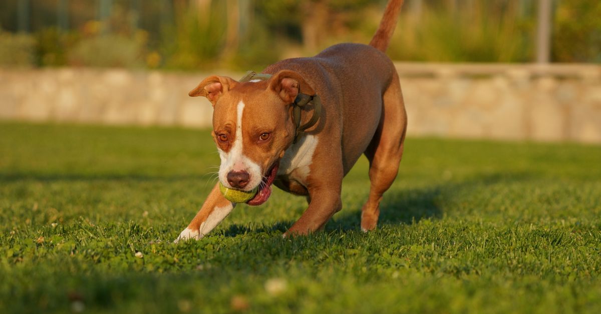 Pies biegnie po piłeczkę na trawiastym terenie podczas spaceru