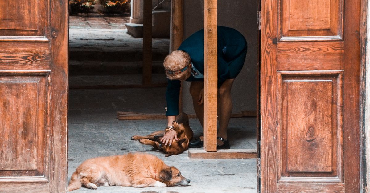 Pies leżący obok pogryzionej poduszki w salonie pod nieobecność opiekuna