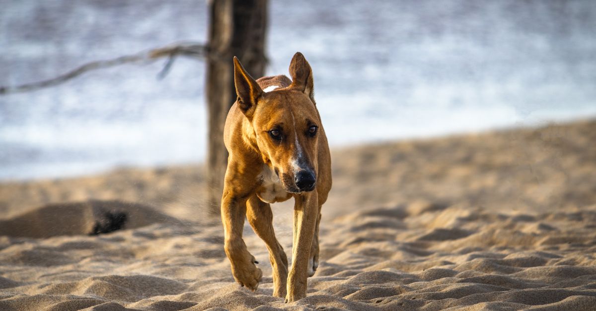 Pies biegnący po plaży nad morzem z psiarzem