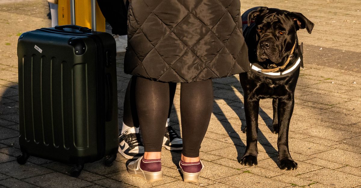 Pies siedzi obok spakowanej walizki, gotowy do podróży za granicę