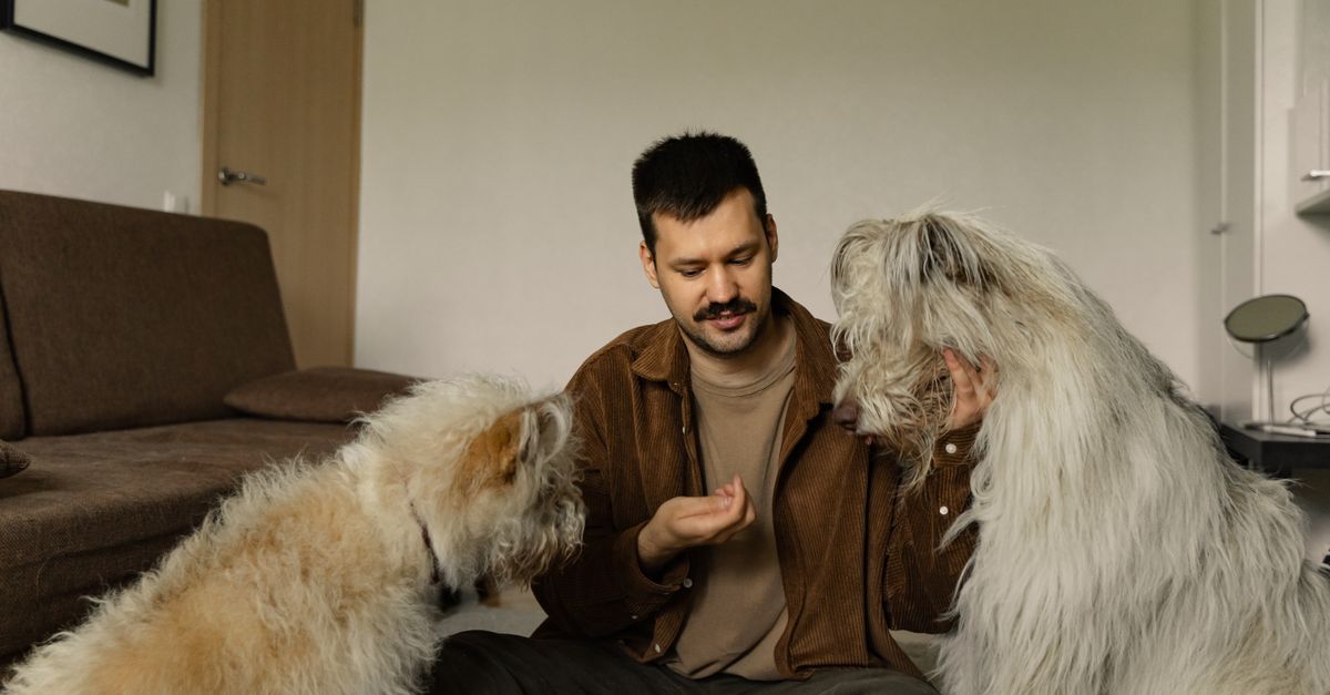 Dwa psy siedzące obok opiekuna, jeden domaga się uwagi, drugi czeka spokojnie